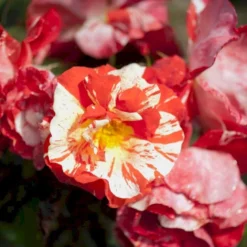 'Hanky Panky' Rosa X 'Hanky Panky' (Buketrose) A-Kvalitet,- Barrods Roser Min. 3 Grene -Tilbud Lys Haven Butik p12830 51517 rosa x hanky panky buketrose 82e6