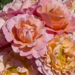 Bestsellere 21 'Marie Curie' Rosa X 'Marie Curie' (Buketrose) A-Kvalitet,- Barrods Roser Min. 3 Grene