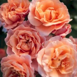 'Marie Curie' Rosa X 'Marie Curie' (Buketrose) A-Kvalitet,- Barrods Roser Min. 3 Grene -Tilbud Lys Haven Butik p12839 53356 rosa x marie curie buketrose dbfc