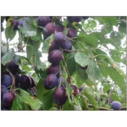 Blomme 'Hanita' Prunus Domestica 'Hanita' 4-8 Grene, 130-170 Cm. 10 Liter Potte. (S.J.A.)