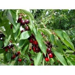 Sød Kirsebær 'Skeena' - Selvbestøvende Prunus X 'Skeena' - Selvbestøvende Dværgtræ, 3-5 Grene, 6,7 Liter Potte, 80-100 Cm. -Tilbud Lys Haven Butik p12847 7547 prunus x skeena selvbestoevende 73fe