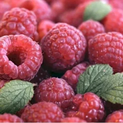 Sommer Hindbær 'Glen Ample'® Rubus Idaeus 'Glen Ample'® Barrods,- 8-10 Mm. Rodhals.