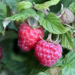 Sommer Hindbær 'Glen Ample'® Rubus Idaeus 'Glen Ample'® Barrods,- 8-10 Mm. Rodhals. -Tilbud Lys Haven Butik p12853 50663 rubus idaeus glen ample b029