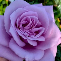 'Novalis'® Rosa X 'Novalis'® (Buketrose) A-Kvalitet,- Barrods Roser Min. 3 Grene -Tilbud Lys Haven Butik p12865 51639 rosa x novalis a76d