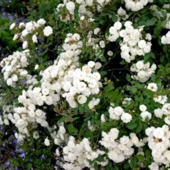 'Schneeflocke' Rosa X 'Schneeflocke' (Buketrose) A-Kvalitet,- Barrods Roser Min. 3 Grene -Tilbud Lys Haven Butik p12867 51700 rosa x schneeflocke buketrose 211e