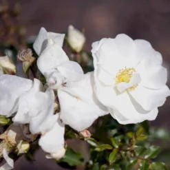 'Schneeflocke' Rosa X 'Schneeflocke' (Buketrose) A-Kvalitet,- Barrods Roser Min. 3 Grene -Tilbud Lys Haven Butik p12867 51701 rosa x schneeflocke buketrose 7b86