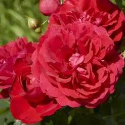 'Grenada'™ Rosa X 'Grenada'™ (Slotsrose) A-Kvalitet,- Barrods Roser Min. 3 Grene