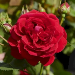 'Grenada'™ Rosa X 'Grenada'™ (Slotsrose) A-Kvalitet,- Barrods Roser Min. 3 Grene -Tilbud Lys Haven Butik p12877 51795 rosa x grenada slotsrose 883a