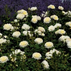 'Kronprinsesse Mary'™ Rosa X 'Kronprinsesse Mary'™ (Slotsrose) A-Kvalitet,- Barrods Roser Min. 3 Grene