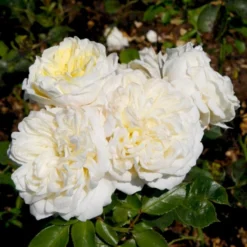 'Kronprinsesse Mary'™ Rosa X 'Kronprinsesse Mary'™ (Slotsrose) A-Kvalitet,- Barrods Roser Min. 3 Grene -Tilbud Lys Haven Butik p12881 51819 rosa x kronprinsesse mary slotsrose 5e4d