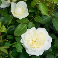 'Kronprinsesse Mary'™ Rosa X 'Kronprinsesse Mary'™ (Slotsrose) A-Kvalitet,- Barrods Roser Min. 3 Grene -Tilbud Lys Haven Butik p12881 51820 rosa x kronprinsesse mary slotsrose 7a79