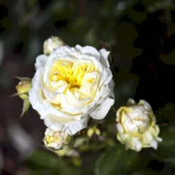 'Kronprinsesse Mary'™ Rosa X 'Kronprinsesse Mary'™ (Slotsrose) A-Kvalitet,- Barrods Roser Min. 3 Grene -Tilbud Lys Haven Butik p12881 51821 rosa x kronprinsesse mary slotsrose 1307