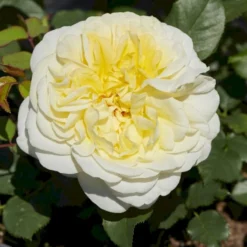 'Stockholm'™ Rosa X 'Stockholm'™ (Slotsrose) A-Kvalitet,- Barrods Roser Min. 3 Grene -Tilbud Lys Haven Butik p12887 51863 rosa x stockholm slotsrose dea6