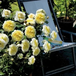 'Stockholm'™ Rosa X 'Stockholm'™ (Slotsrose) A-Kvalitet,- Barrods Roser Min. 3 Grene -Tilbud Lys Haven Butik p12887 51866 rosa x stockholm slotsrose 0e29