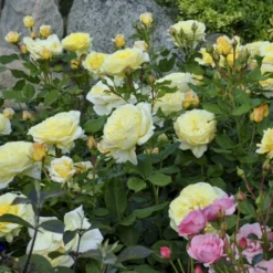 'Stockholm'™ Rosa X 'Stockholm'™ (Slotsrose) A-Kvalitet,- Barrods Roser Min. 3 Grene -Tilbud Lys Haven Butik p12887 51867 rosa x stockholm slotsrose 8d87