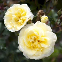 'Stockholm'™ Rosa X 'Stockholm'™ (Slotsrose) A-Kvalitet,- Barrods Roser Min. 3 Grene -Tilbud Lys Haven Butik p12887 51868 rosa x stockholm slotsrose 42cb