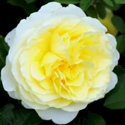 'Stockholm'™ Rosa X 'Stockholm'™ (Slotsrose) A-Kvalitet,- Barrods Roser Min. 3 Grene -Tilbud Lys Haven Butik p12887 51869 rosa x stockholm slotsrose d741