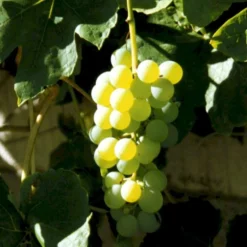 Vin 'Lakemont' Vitis Vinifera 'Lakemont' Potte 3,0 Liter,- Opbundet 80-100 Cm.