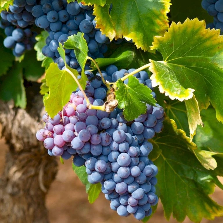 Vin 'Muscat Bleu' Vitis Vinifera 'Muscat Bleu' Potte 3,0 Liter,- Opbundet 80-100 Cm. 1 Vin 'Muscat Bleu' Vitis Vinifera 'Muscat Bleu' Potte 3,0 Liter,- Opbundet 80-100 Cm.
