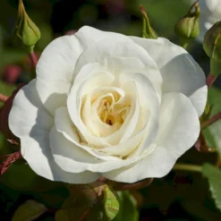 'Prague'™ Rosa X 'Prague'™ (Slotsrose) A-Kvalitet,- Barrods Roser Min. 3 Grene