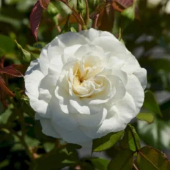 'Prague'™ Rosa X 'Prague'™ (Slotsrose) A-Kvalitet,- Barrods Roser Min. 3 Grene -Tilbud Lys Haven Butik p12902 51836 rosa x prague slotsrose 2cce
