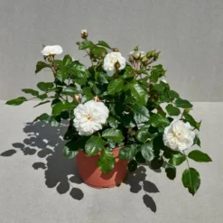 'Prague'™ Rosa X 'Prague'™ (Slotsrose) A-Kvalitet,- Barrods Roser Min. 3 Grene -Tilbud Lys Haven Butik p12902 51837 rosa x prague slotsrose 3064