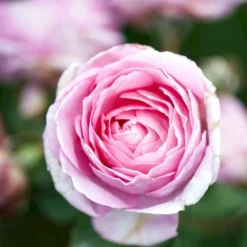 'Ghita™ Renaissance'® Rosa X 'Ghita™ Renaissance'® (Renaissancerose) A-Kvalitet,- Barrods Roser Min. 3 Grene 10 'Ghita™ Renaissance'® Rosa X 'Ghita™ Renaissance'® (Renaissancerose) A-Kvalitet,- Barrods Roser Min. 3 Grene -Tilbud Lys Haven Butik p12909 52138 rosa x ghita renaissance renaissancerose 085f