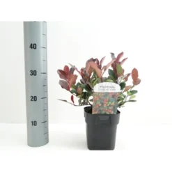 Glansmispel 'Little Red Robin' Photinia Fraseri 'Little Red Robin' Potte 2,0 Liter,- 20-25 Cm. -Tilbud Lys Haven Butik p13157 38460 image 3b9f