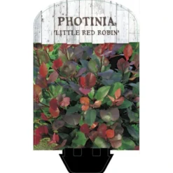 Glansmispel 'Little Red Robin' Photinia Fraseri 'Little Red Robin' Potte 2,0 Liter,- 20-25 Cm. -Tilbud Lys Haven Butik p13157 38461 image ba58