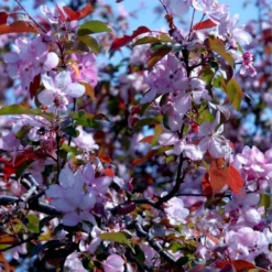 Paradisæble 'Rudolph' Malus Hybrid 'Rudolph' Heister 175-200 Cm. Med Potte