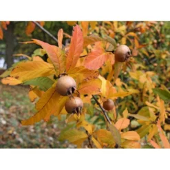 Mispel Mespilus Germanica Solitær Busk 150-200 Cm. - Med Klump