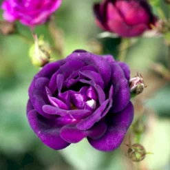 'Midnight Blue' Rosa X 'Midnight Blue' A-Kvalitet,- Barrods Roser Min. 3 Grene -Tilbud Lys Haven Butik p13500 51625 rosa x midnight blue b13a