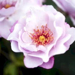 'Odyssey' Rosa X 'Odyssey' (Buketrose) A-Kvalitet,- Barrods Roser Min. 3 Grene -Tilbud Lys Haven Butik p13502 51641 rosa x odyssey buketrose 4ca9