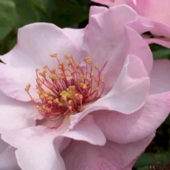 'Odyssey' Rosa X 'Odyssey' (Buketrose) A-Kvalitet,- Barrods Roser Min. 3 Grene -Tilbud Lys Haven Butik p13502 51642 rosa x odyssey buketrose e9f7