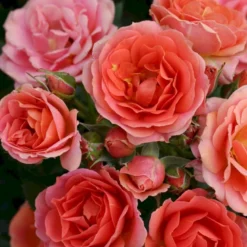 'Mandarin'® Rosa X 'Mandarin'® (Miniaturerose) A-Kvalitet,- Barrods Roser Min. 3 Grene -Tilbud Lys Haven Butik p13503 53611 rosa x mandarin miniaturerose 03fb