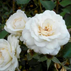 'White New Dawn' Rosa X 'White New Dawn' A-Kvalitet,- Barrods Roser Min. 3 Grene