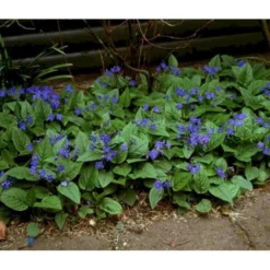 Vårkærminde Omphalodes Verna 10 Cm. Potte