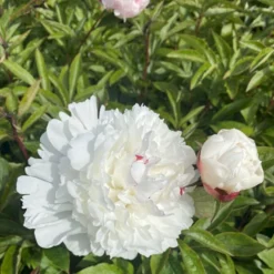 Silkepæon 'Festiva Maxima' Paeonia Lactiflora 'Festiva Maxima' 3,0 Liter Potte