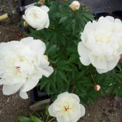 Silkepæon 'Festiva Maxima' Paeonia Lactiflora 'Festiva Maxima' 3,0 Liter Potte -Tilbud Lys Haven Butik p1387 47884 paeonia lactiflora festiva maxima d18b