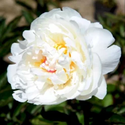 Silkepæon 'Festiva Maxima' Paeonia Lactiflora 'Festiva Maxima' 3,0 Liter Potte -Tilbud Lys Haven Butik p1387 47885 paeonia lactiflora festiva maxima 9a6d