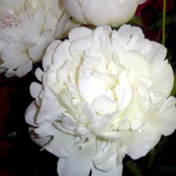 Silkepæon 'Festiva Maxima' Paeonia Lactiflora 'Festiva Maxima' 3,0 Liter Potte -Tilbud Lys Haven Butik p1387 47886 paeonia lactiflora festiva maxima 5f5e