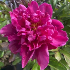 Silkepæon 'Karl Rosenfield' Paeonia Lactiflora 'Karl Rosenfield' 3,0 Liter Potte