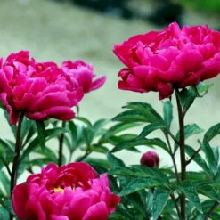 Silkepæon 'Karl Rosenfield' Paeonia Lactiflora 'Karl Rosenfield' 3,0 Liter Potte -Tilbud Lys Haven Butik p1390 47889 paeonia lactiflora karl rosenfield 65e5