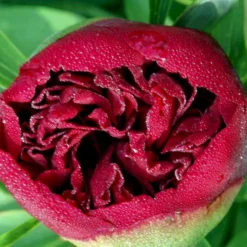 Silkepæon 'Karl Rosenfield' Paeonia Lactiflora 'Karl Rosenfield' 3,0 Liter Potte -Tilbud Lys Haven Butik p1390 47891 paeonia lactiflora karl rosenfield ba23