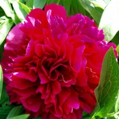 Silkepæon 'Karl Rosenfield' Paeonia Lactiflora 'Karl Rosenfield' 3,0 Liter Potte -Tilbud Lys Haven Butik p1390 47892 paeonia lactiflora karl rosenfield 141b