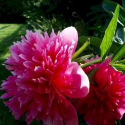 Silkepæon 'Sarah Bernhard' Paeonia Lactiflora 'Sarah Bernhard' 3,5 Liter Potte -Tilbud Lys Haven Butik p1393 47905 paeonia lactiflora sarah bernhard 0529