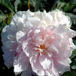 Silkepæon 'Sarah Bernhard' Paeonia Lactiflora 'Sarah Bernhard' 3,5 Liter Potte -Tilbud Lys Haven Butik p1393 47906 paeonia lactiflora sarah bernhard acd8