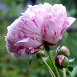 Silkepæon 'Sarah Bernhard' Paeonia Lactiflora 'Sarah Bernhard' 3,5 Liter Potte -Tilbud Lys Haven Butik p1393 47907 paeonia lactiflora sarah bernhard c600