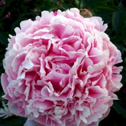 Silkepæon 'Sarah Bernhard' Paeonia Lactiflora 'Sarah Bernhard' 3,5 Liter Potte -Tilbud Lys Haven Butik p1393 47908 paeonia lactiflora sarah bernhard 6616