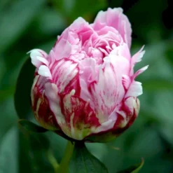 Silkepæon 'Sarah Bernhard' Paeonia Lactiflora 'Sarah Bernhard' 3,5 Liter Potte -Tilbud Lys Haven Butik p1393 47909 paeonia lactiflora sarah bernhard 32b0